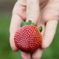 Полуниця Діамант ремонтантна