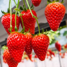 РОЗСАДА ПОЛУНИЦІ СВІТ ЕНН (SVIT ENN) - РЕМОНТАНТНА, УРОЖАЙНА, ЩІЛЬНА