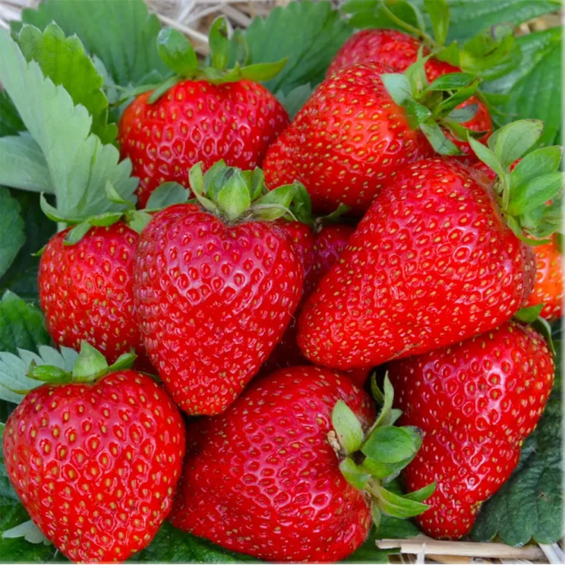 РОЗСАДА ПОЛУНИЦІ NEW ВЛАДА КОРОЛЯ (POWER OF THE KING) - РЕМОНТАНТНА, КРУПНОПЛІДНА, СОКОВИТА