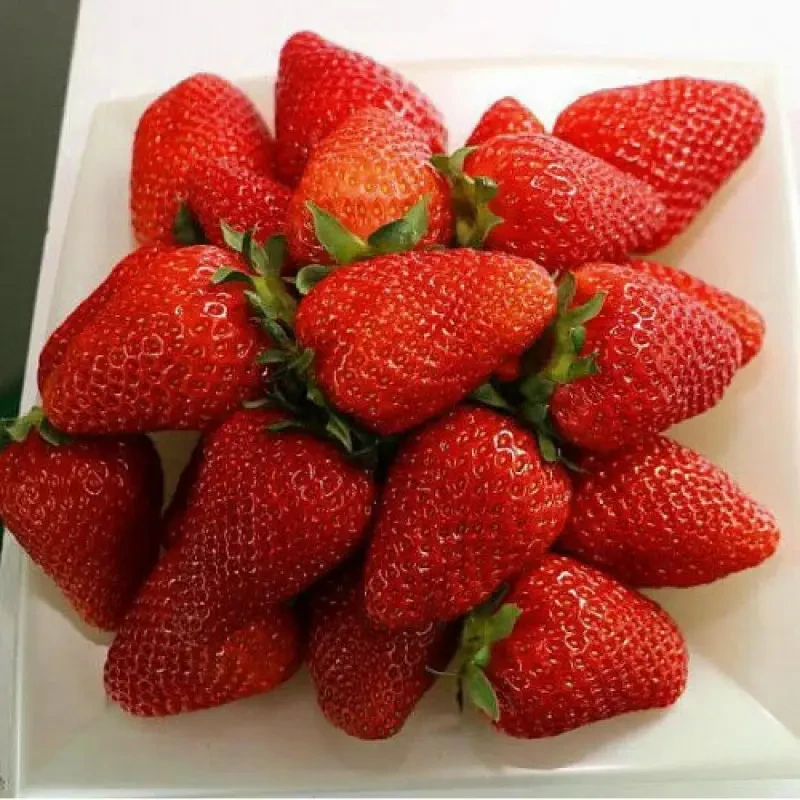 РОЗСАДА ПОЛУНИЦІ NEW Едвіна - РЕМОНТАНТНА, КРУПНОПЛІДНА, СОКОВИТА