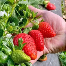 РОЗСАДА ПОЛУНИЦІ КАНТУС (CANTUS) - РЕМОНТАНТНА, КРУПНОПЛІДНА, СОКОВИТА