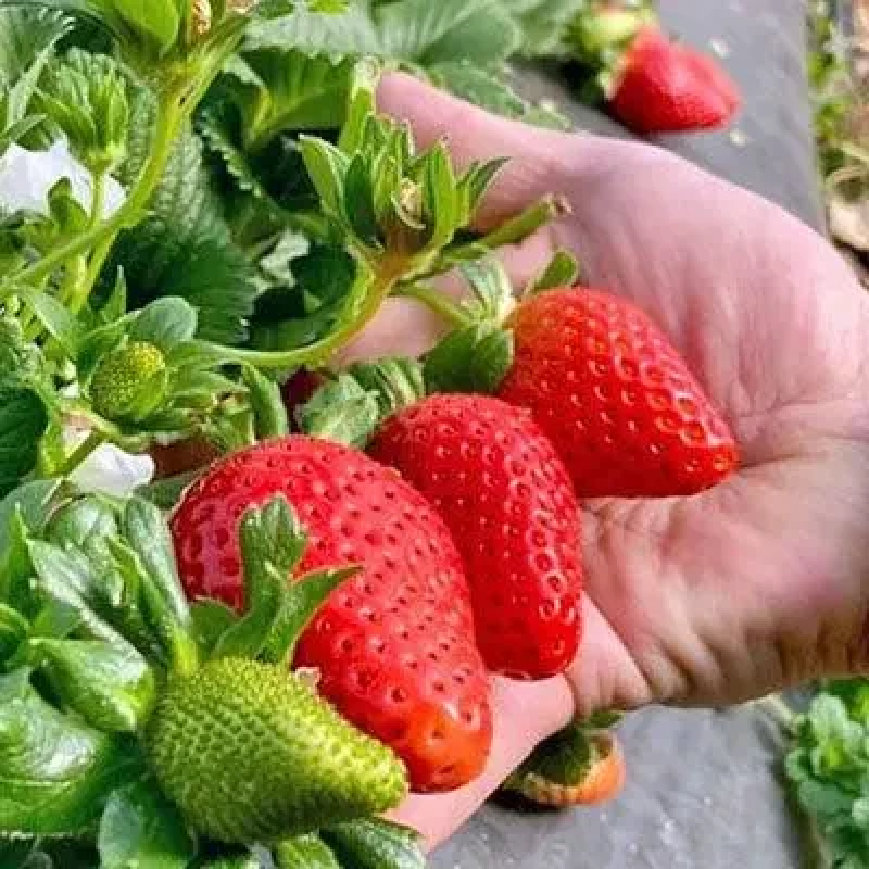 РОЗСАДА ПОЛУНИЦІ КАНТУС (CANTUS) - РЕМОНТАНТНА, КРУПНОПЛІДНА, СОКОВИТА