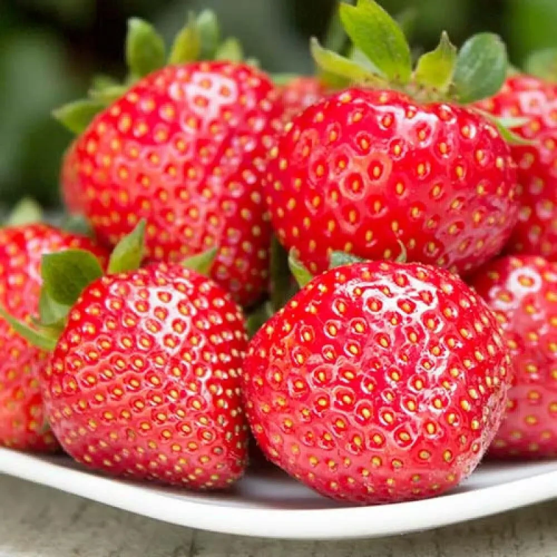 РОЗСАДА ПОЛУНИЦІ ФУРОР - РЕМОНТАНТНА, КРУПНОПЛІДНА, СОКОВИТА