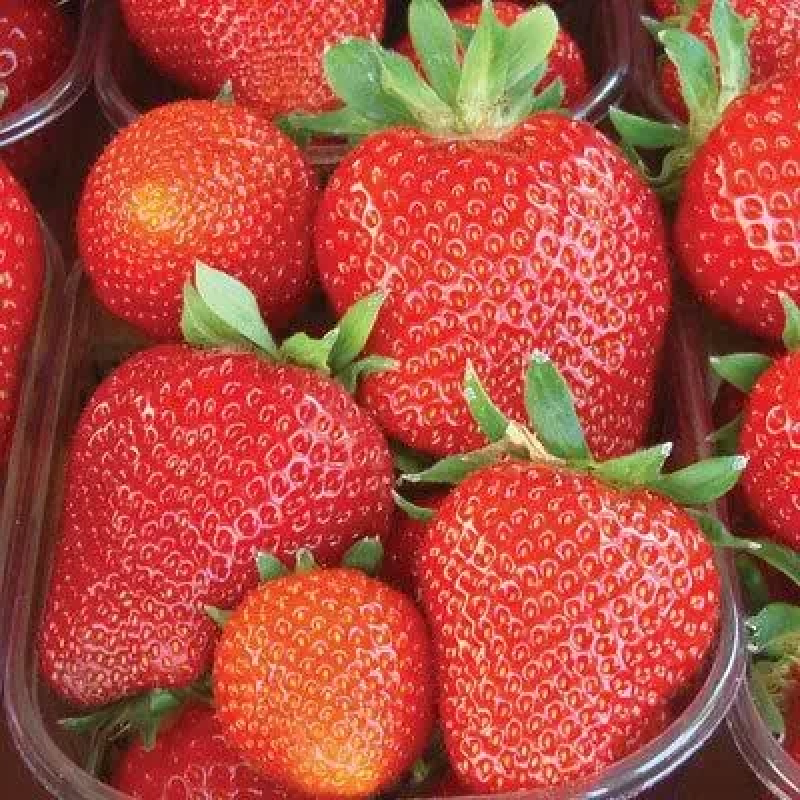 РОЗСАДА ПОЛУНИЦІ ПРИНЦЕСА ДІАНА (PRINCESS DIANA) — РЕМОНТАНТНА, ВЕЛИКОПЛІДНА, СОКОВИТА