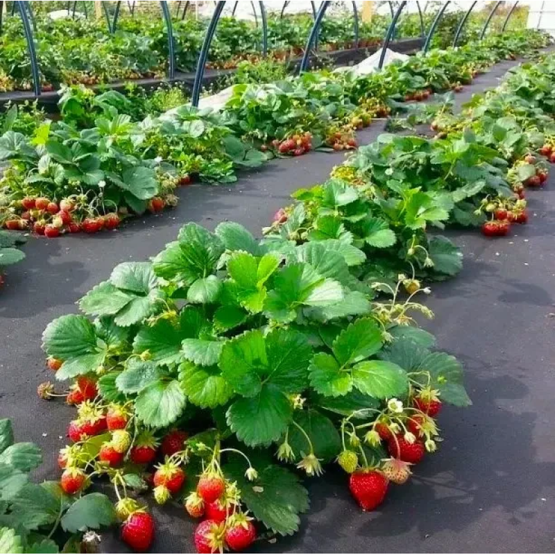 РОЗСАДА ПОЛУНИЦІ СЕЛВА (SELVA) — РЕМОНТАНТНА, ВРОЖАЙНА, ТРАНСПОРТУБЕЛЬНА