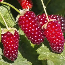 САДЖАНЦІ ОЖИНИ ЛОГАНБЕРРІ — БЕЗШИШНА, ВРОЖАЙНА, ДЕСЕРТНА