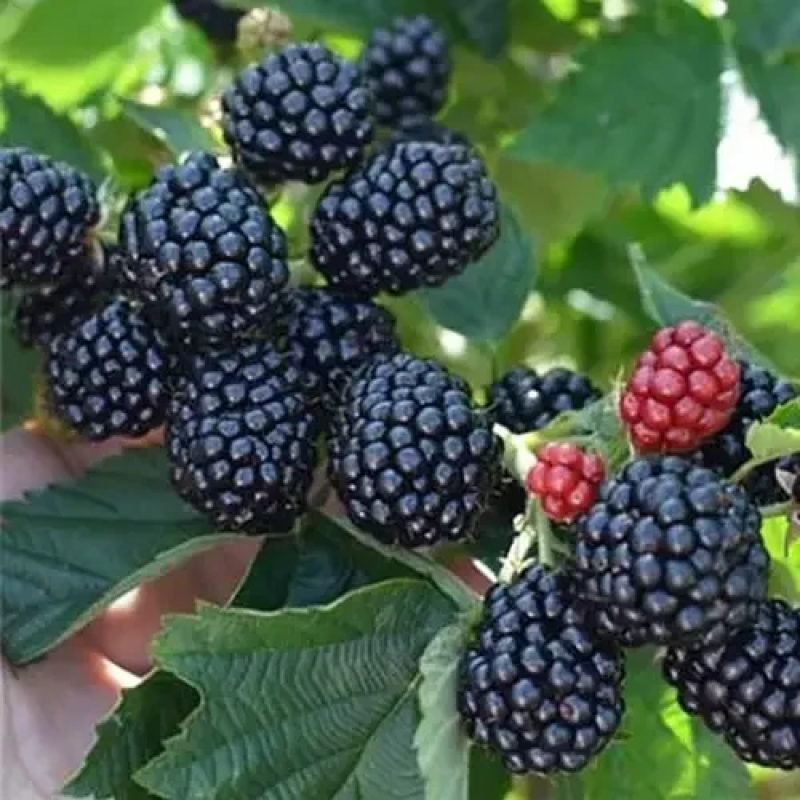 САДЖАНЦІ ОЖИНИ ПОЛАР (POLAR) - БЕЗШИПНА, ПОНАД РАННІЙ, НЕВИБАГЛИВИЙ.