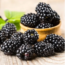 САДЖАНЦІ ОЖИНИ ОРЕГОН ТОРНЛЕСС (OREGON THORNLESS) - БЕЗШИПНА, ПОЗДННЯЯ, КРУПНОПЛІДНА