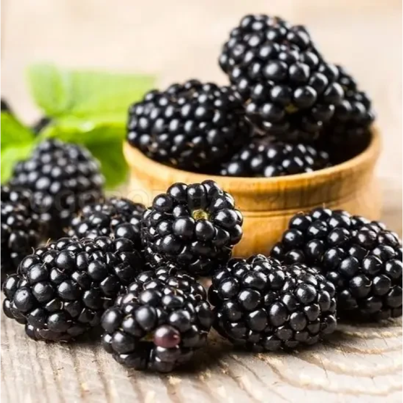 САДЖАНЦІ ОЖИНИ ОРЕГОН ТОРНЛЕСС (OREGON THORNLESS) - БЕЗШИПНА, ПОЗДННЯЯ, КРУПНОПЛІДНА