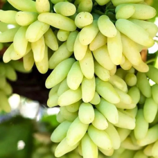 Виноград Ламборджині