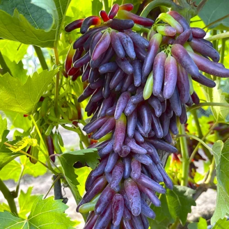 Виноград Хеловін