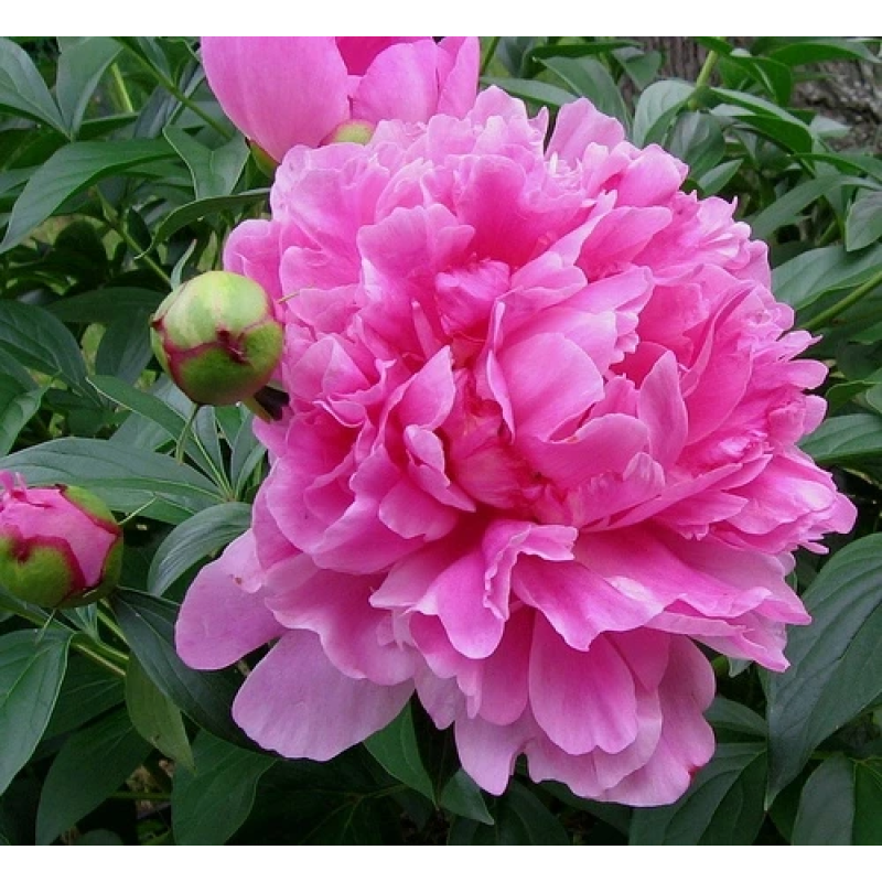 Піон деревовидний рожевий