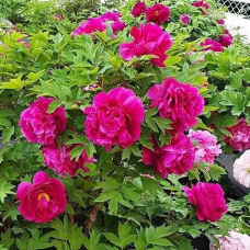 Піон деревовидний темно рожевий