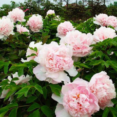 Піон деревовидний ніжно рожевий