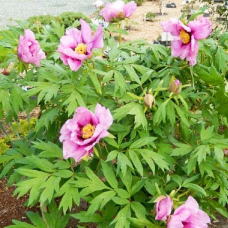 Піон деревовидний Annа Marie