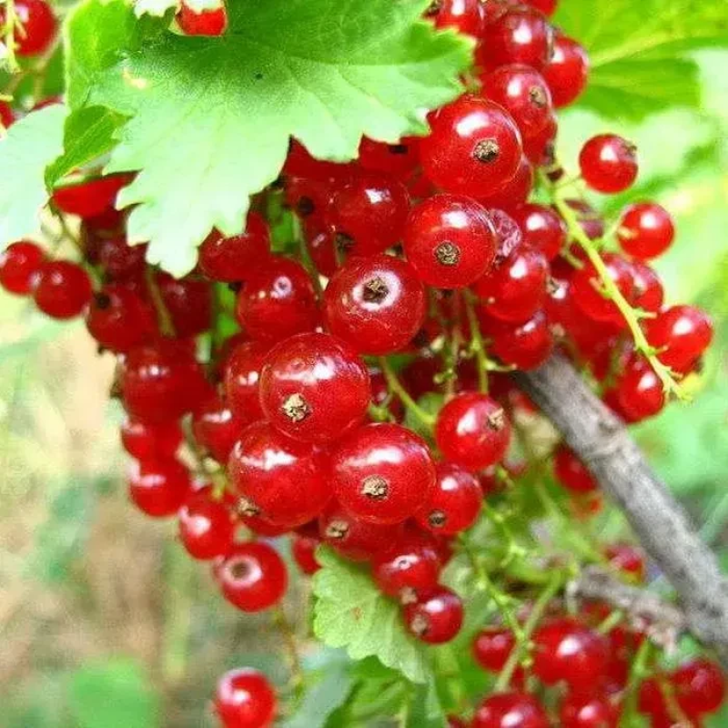 Порічка Дарниця