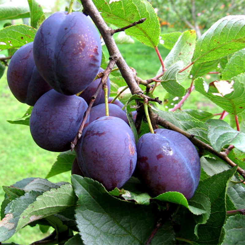 Слива Чачакська великоплідна