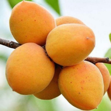 Абрикоса Ананасний ранній