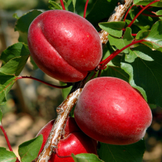 Абрикоса Рубіста