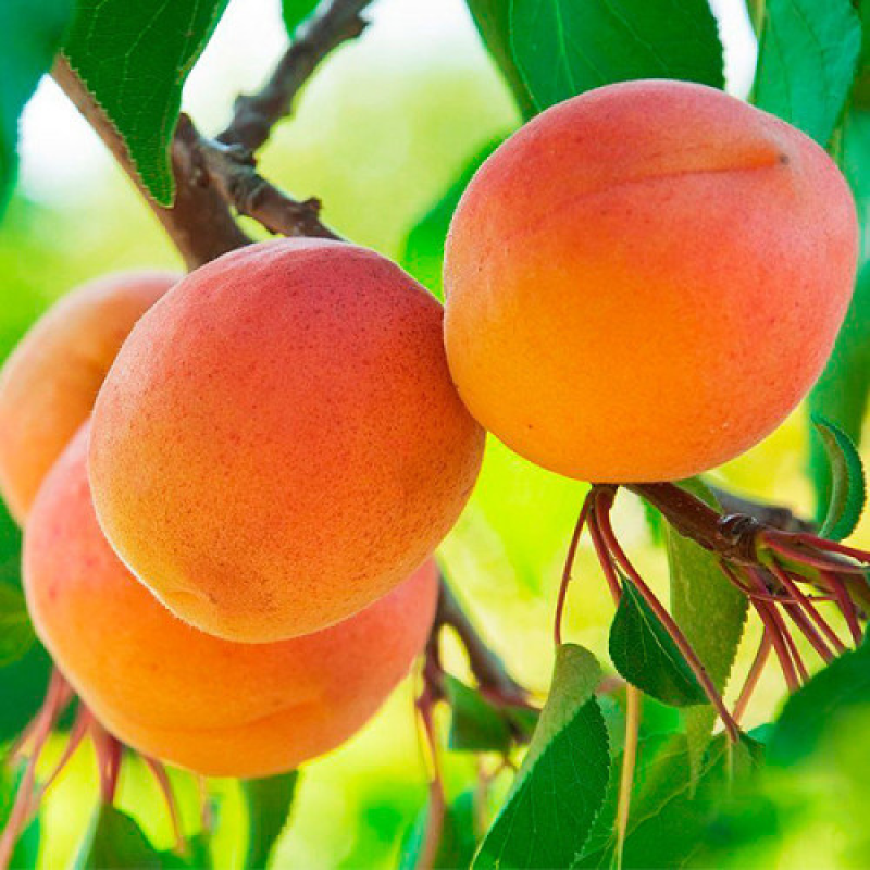 Абрикоса Харгранд