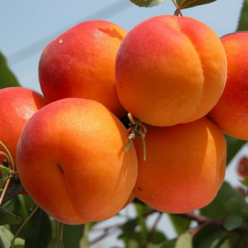 Абрикоса Цунамі