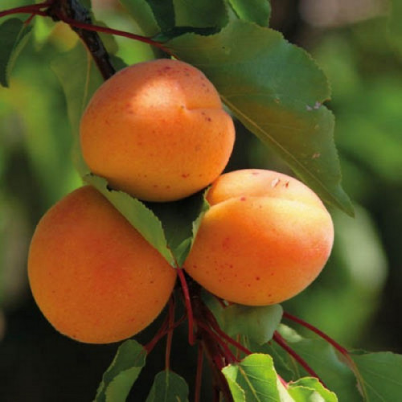 Абрикос Ровада