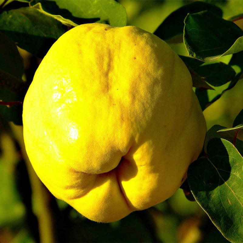 Айва Академічна